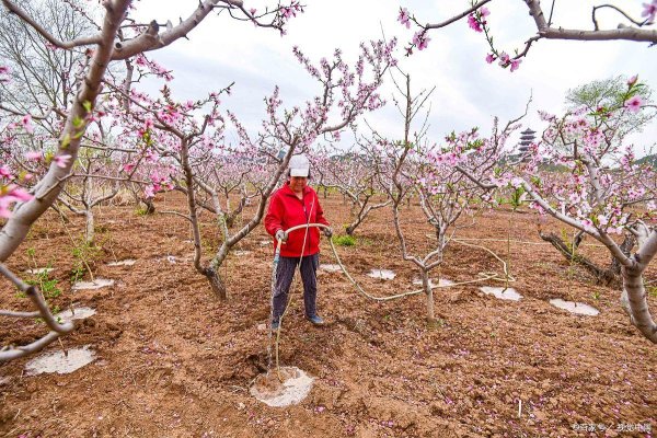 星速配资 桃树专用肥料有哪些？